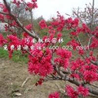 苗木新選嫣然菊花桃就找河南桃楓園林基地