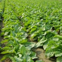 對(duì)于植物花期的調(diào)控紅葉碧桃,五角楓,銀杏