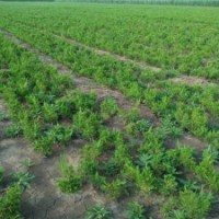 大量龍柏苗批發(fā)，二年龍柏小苗供應(yīng)，綠化龍柏柱樹苗