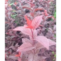 中華太陽李為您完美供應(yīng)熱銷暢賣中