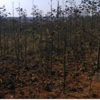 大量供應(yīng)優(yōu)質(zhì)泡桐苗、泡桐小苗,泡桐種根