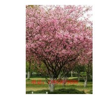 山東泰安綠化苗木大葉女貞,白剌,紫荊,木金花,紫藤價格】價格