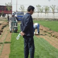 河北草坪價(jià)格