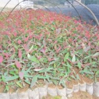 供應(yīng)速生桉樹(shù)苗，松樹(shù)苗，香樟苗，桂花苗，羅漢松苗，紅繼木，毛