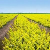 供應(yīng)內(nèi)蒙古綠化苗