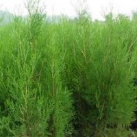 側(cè)柏扁柏香柏香柯樹廉價提供規(guī)格齊全