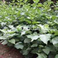 買一年生紫丁香小苗到宿遷恒屹生態(tài)苗木場