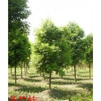 供應寧德天竺桂產(chǎn)地直銷