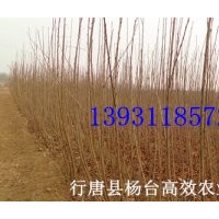 今年紅葉櫻花苗價格