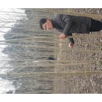 供應3-6公分速生楊（86楊）15元 15800棵