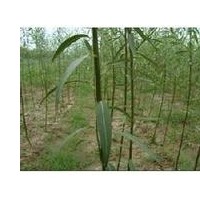 竹柳苗，當年竹柳苗，2-5年竹柳苗。
