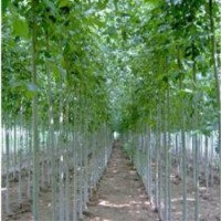 毛白楊價(jià)格及種植技術(shù)