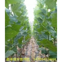 特價(jià)供應(yīng)法桐白蠟苗