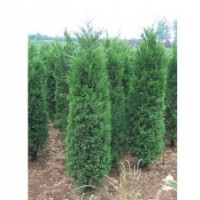 大量供應(yīng)蜀檜、龍柏、
