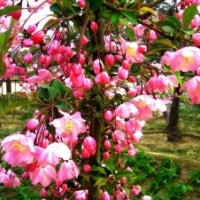 長(zhǎng)期供應(yīng)北美系列海棠苗 直銷(xiāo)優(yōu)質(zhì)珠穆朗瑪絢麗高原之火等樹(shù)苗