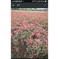 紅葉I石楠小毛球