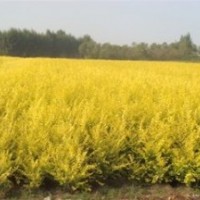 供應(yīng)金葉榆