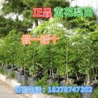 供應(yīng)樹苗 果苗 黃花梨苗2到3公分粗 按樹苗15到25公分高