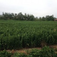 供應(yīng)山東冬青球冬青苗扦插小苗（大葉黃楊）