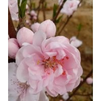 供應碧桃 龍柱碧桃