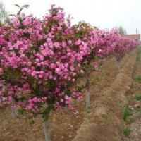山西紅葉小檗 西府海棠 大面積出售
