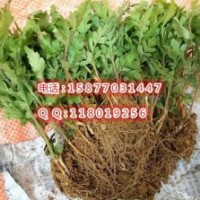 楊梅小苗 東魁楊梅樹(shù)苗 楊梅芽苗 毛桃苗 積殼苗