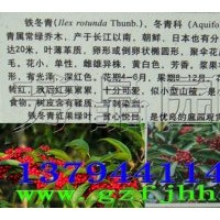 萬紫千紅樹苗 白銀樹苗 山熊膽樹苗