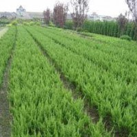 低價(jià)小龍柏