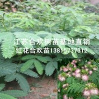 美麗的絨花樹開花了一年生絨花樹苗批發(fā)