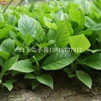 沭陽木蘭花小苗價格辛夷苗嫁接紫玉蘭的砧木