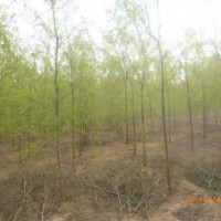 垂柳,速生柳,金絲柳