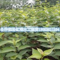 江蘇紅瑞木工程苗