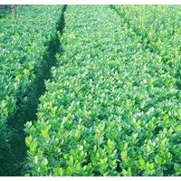 金葉女貞、紅葉小檗、大葉黃楊、小葉黃楊、朝鮮黃楊、北海道黃楊