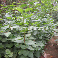 江蘇紫丁香小苗價格耐寒華北紫丁香苗