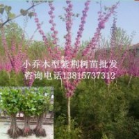 一年生紫荊幼苗1米高紫荊苗獨(dú)桿紫荊樹苗熱賣