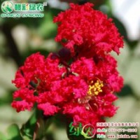 正宗美國大紅紫薇紅火箭紫薇價格 火紅紫薇小苗供應(yīng)包成活