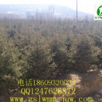 甘肅云杉供應(yīng)