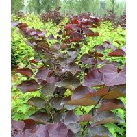 巨紫荊 加拿大紫葉紫荊