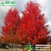美國改良紅楓 秋火焰 掛色時間持久 樹形優(yōu)美 道路庭院綠化 紅楓