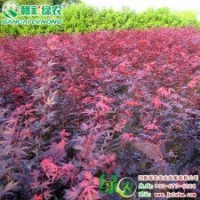 日本紅楓三季紅 紅楓小苗供應批發(fā)零售|江西綠農發(fā)展有限公司