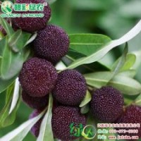 臺(tái)灣黑高峰 正宗楊梅小苗供應(yīng) 臺(tái)灣黑高峰報(bào)價(jià)|江西綠農(nóng)