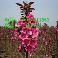 紅寶石海棠、二年生紅寶石海棠苗