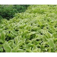 出售金葉女貞、紅葉小檗、金銀木、側(cè)柏、花石榴、龍柏、臘梅