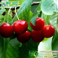 南方紅珍珠 南方紅珍珠報(bào)價(jià) 櫻桃小苗供應(yīng)批發(fā)零售