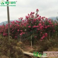 速生玫紅紫薇 玫紅紫薇 綠化苗木 綠化小苗 玫紅紫薇小苗供應(yīng)批發(fā)