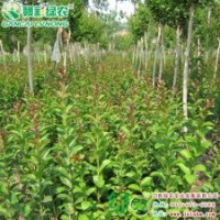 速生紫薇2號(hào) 江西綠農(nóng)供應(yīng)速生紫薇