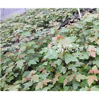 供應紅點紅楓小苗