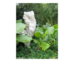 海芋，海芋種苗供應(yīng)，供應(yīng)滴水觀音