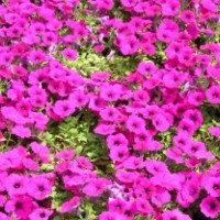 青州矮牽牛批發(fā)價(jià)格|山東一串紅廠家哪家好