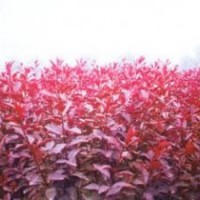供應(yīng)叢生紫葉矮櫻